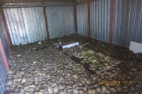Dans le cadre de l’opération Thunderball, les autorités russes ont saisi 4 100 tortues de Horsfield (Agrionemys horsfieldii) dans un conteneur en transit en provenance du Kazakhstan.